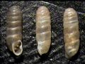 Argna&nbsp;bourguignatiana